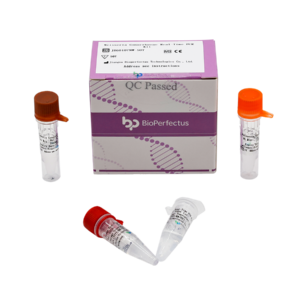 Neisseria Gonorrhoeae Real Time PCR Kit