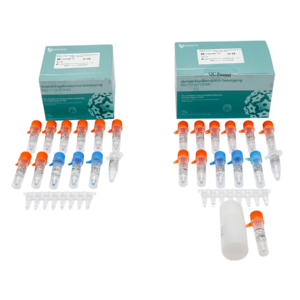 Human Papillomavirus Genotyping Real Time PCR Kit