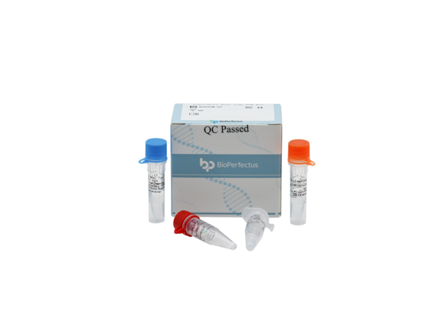 Leptospira Real Time PCR Kit