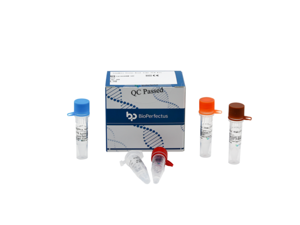 Sindbis Virus Real Time PCR Kit