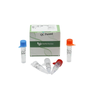 Influenza B Virus (Victoria & Yamagata) Real Time PCR Kit