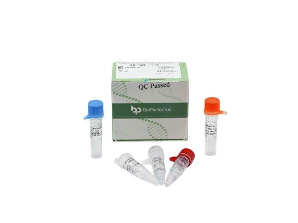 Influenza B Virus (Victoria & Yamagata) Real Time PCR Kit